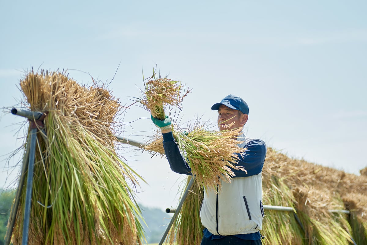 令和6年度産 いつでも美味しいもっちり米(白州産コシヒカリ)天 令和6年度産 いつでも美味しいもっちり米(白州産コシヒカリ)天