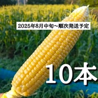 【予約販売】トウモロコシ10本