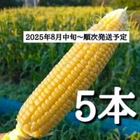 【予約販売】トウモロコシ5本