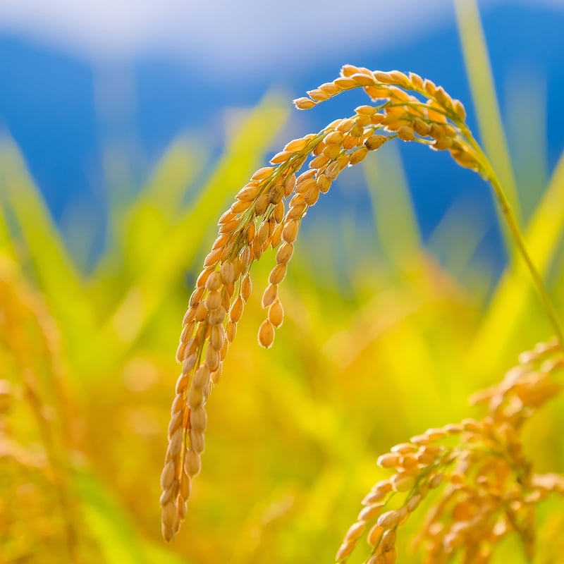 玄米粉 こしひかり】 ミネラルたっぷり 農薬不使用・化学肥料不使用