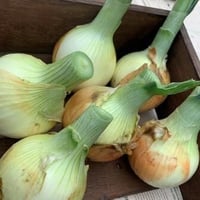 玉ねぎ