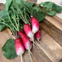 紅白ラディシュ