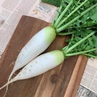 ミニ大根