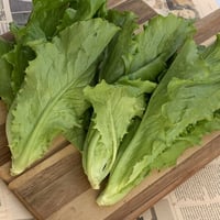 シャキシャキレタス