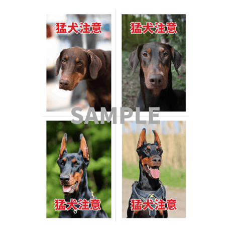 ドーベルマン | STORES