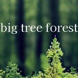 big tree forest