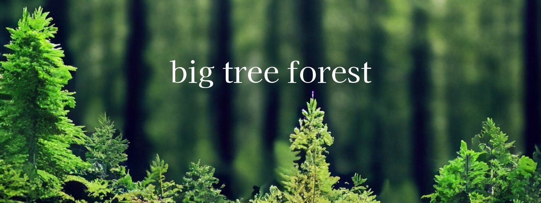 big tree forest