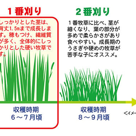 北海道ファーストチモシー　600ｇ