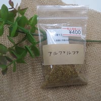 アルファルファ　種