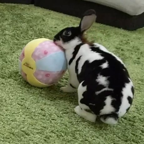 ウサギのおもちゃ　おっきなやわらかボール