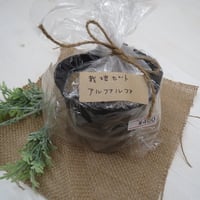 アルファルファ　栽培セット