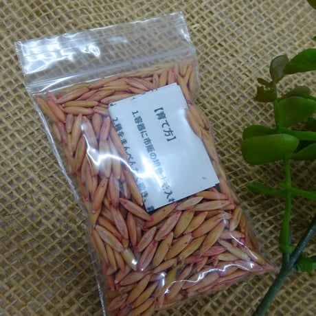 えん麦　種