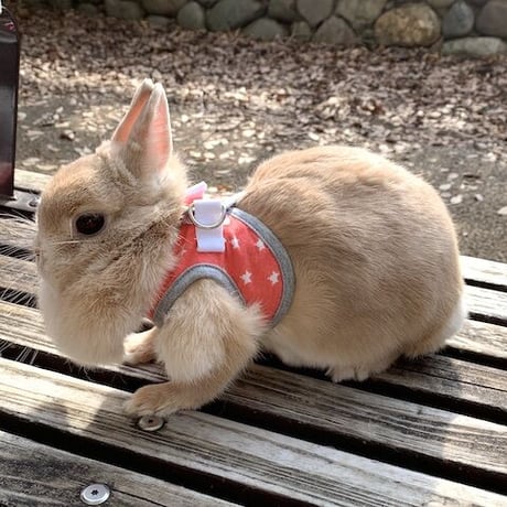 くにたちハーネス（トマトレッド）　Sサイズ
