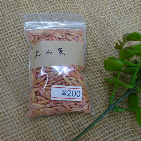 えん麦　種
