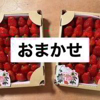 夏イチゴ サマーリリカル 小粒箱 2箱SET | 高原のエコーズ