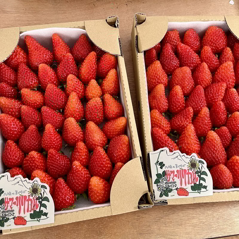 夏イチゴ サマーリリカル 2箱SET | 高原のエコーズONLINE直売所