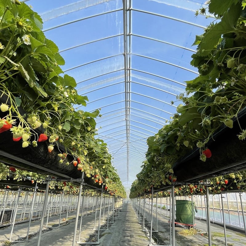 夏イチゴ サマーリリカル&キングクリムゾン 食べ比べSET | 高原の