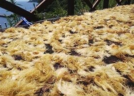 えひめの「飲む明浜みかん 寒天ジュレ」セット 10個入り