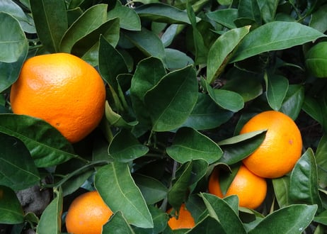 CATEGORY 柑橘 | あけはまシーサイドサンパーク オンラインショップ