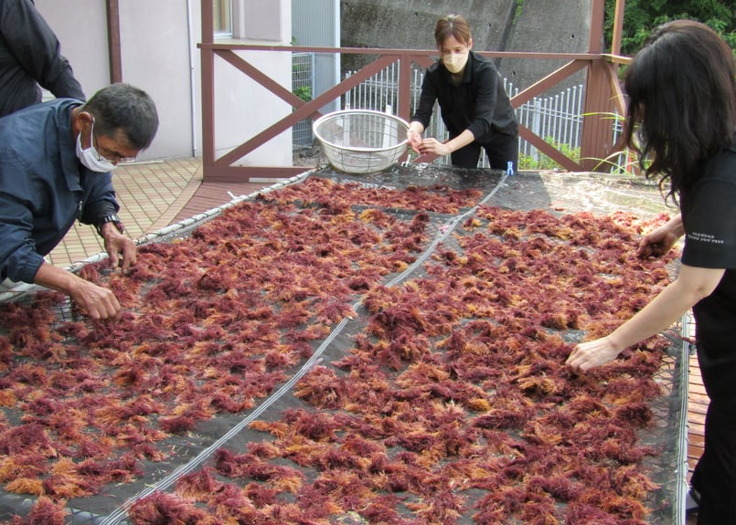 飲む明浜みかん 寒天ジュレセット 10個入り | あけはまシーサイドサン