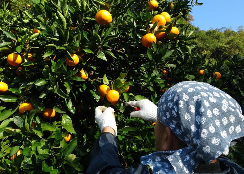 「あけはままるしぼり」温州みかんジュース720㎖×12本入 あけはま まるしぼり 温州みかん 12本セット 升喜 | みかん