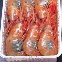 ぼたんえび〈メス〉（急速冷凍品）500g