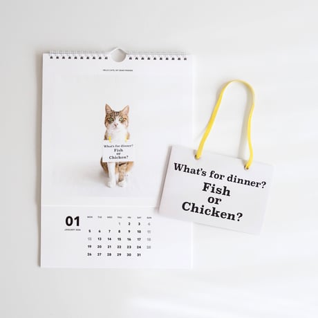 Hello cats, my dear friends