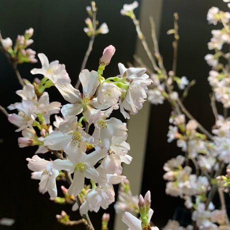 【期間限定】安らぎの香り【桜】