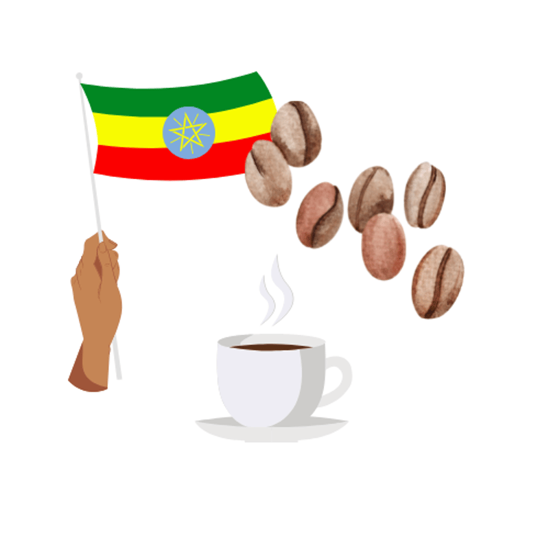 エチオピア シダモ G1 ナチュラル 100g（浅煎り） | 八七一珈琲