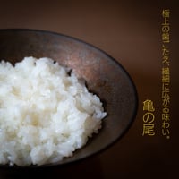 【定期便：亀の尾専用ページ】KO-12（精白米10kg／特別価格）