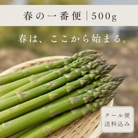 【春の一番便】伊那谷産アスパラガス 500g｜送料込み｜産地直送