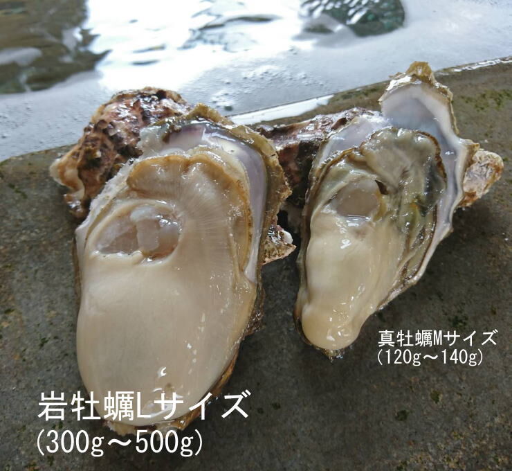 岩牡蠣　殻付き300g〜500g 9個入り一箱2.7kg以上
