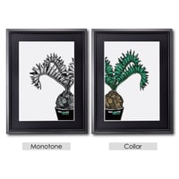 AGAVE/CAUDEX【2種】 | ファーニーズ商店