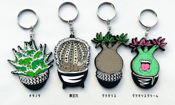 スーパー緑　グラキリス　コレクション株　大株　まん丸　超緑肌　厳選 スーパー緑 グラキリス コレクション株 大株 まん丸 超緑肌 厳選