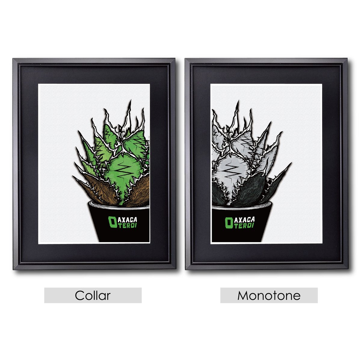 オアハカオテロイ oaxaca oteroi special(青獅子 犀牛 アガベ オアハカ