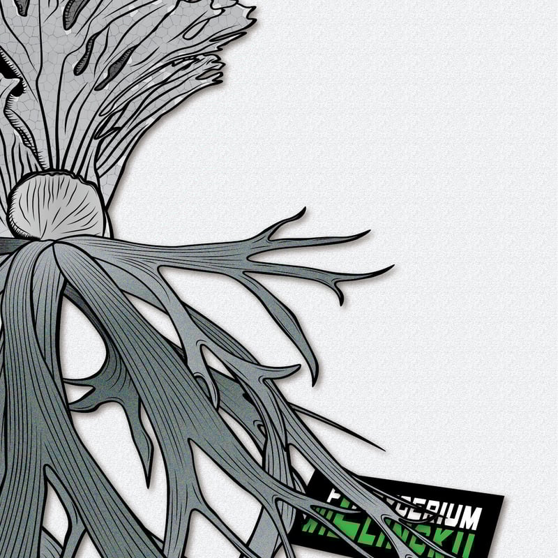 Willinckii side 【2種】 | ファーニーズ商店