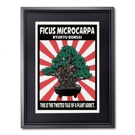 オオハマボウ | STORES