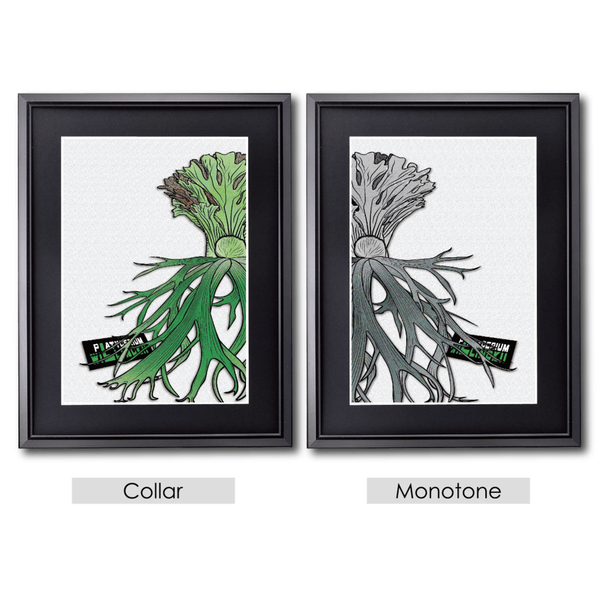 Willinckii side 【2種】 | ファーニーズ商店