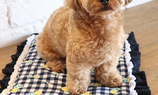 LouLou 29(ルル・ドヌフ）