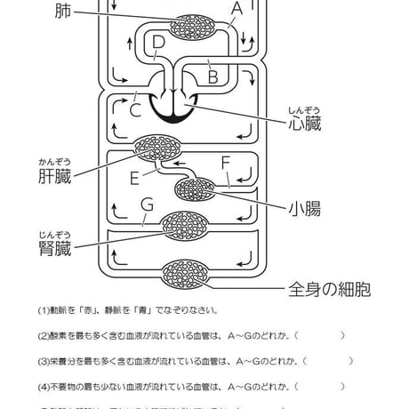 循環のしくみとその働き