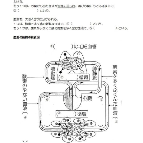循環のしくみとその働き