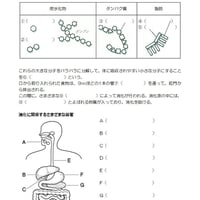 消化のしくみ