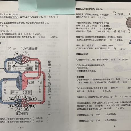循環のしくみとその働き