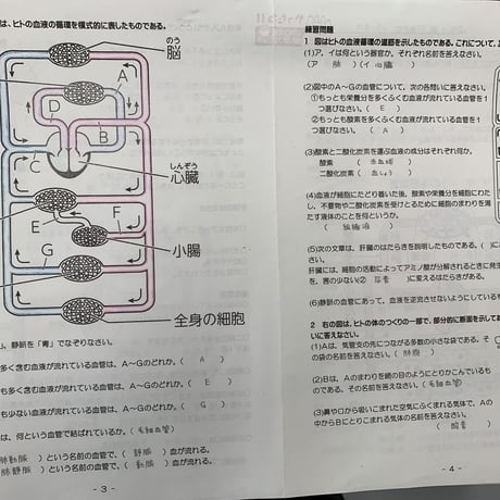 循環のしくみとその働き
