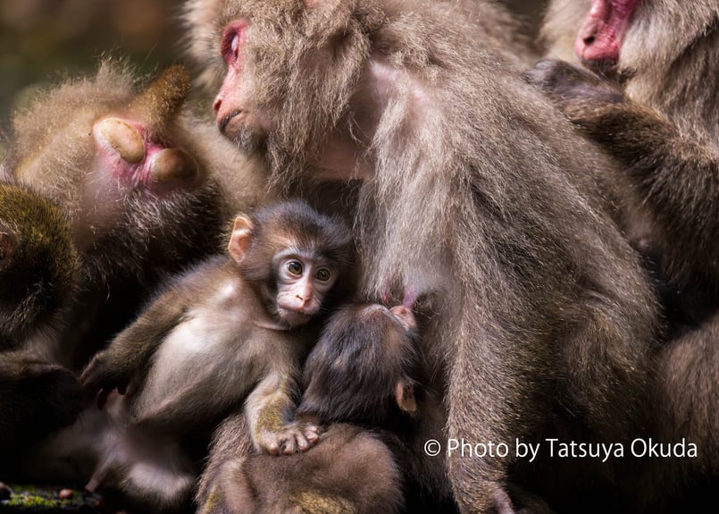 写真集『猿、鹿、屋久島。』奥田達哉（サイン入り） | TATSUYA OKUDA
