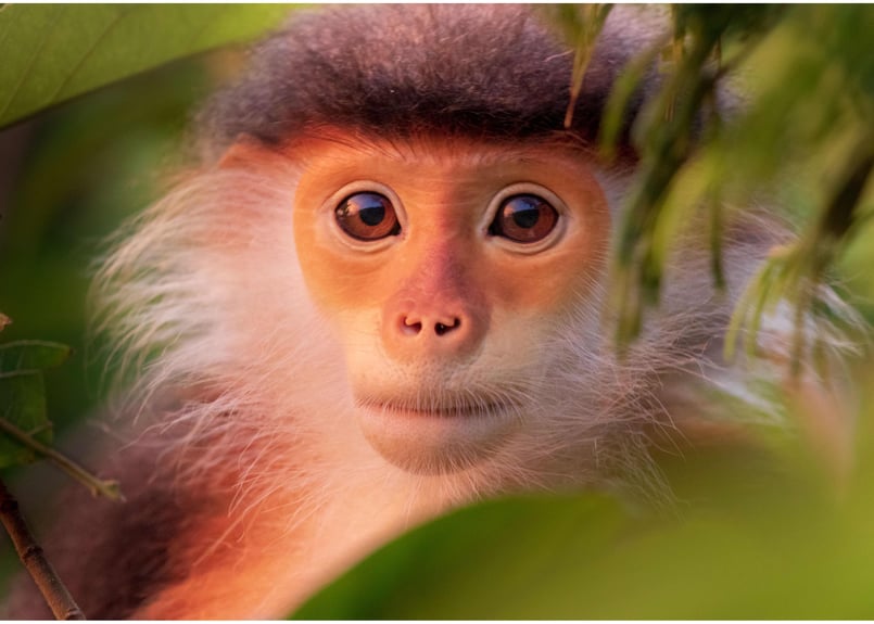 猿 Dyckia おまとめ5株 猿 Dyckia おまとめ5株 NNN裏棘2023】販売株一覧 | Dyckia Maniax