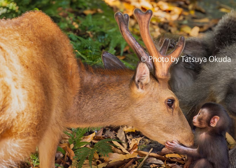 写真集『猿、鹿、屋久島。』奥田達哉（サイン入り） | TATSUYA OKUDA