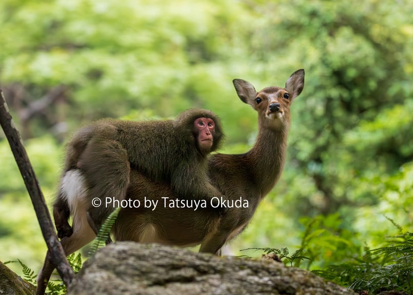 旅猿シーズン18までセット 欠品一枚あります ９３枚セット 写真集『猿、鹿、屋久島。』奥田達哉（サイン入り） | TATSUYA OKUDA