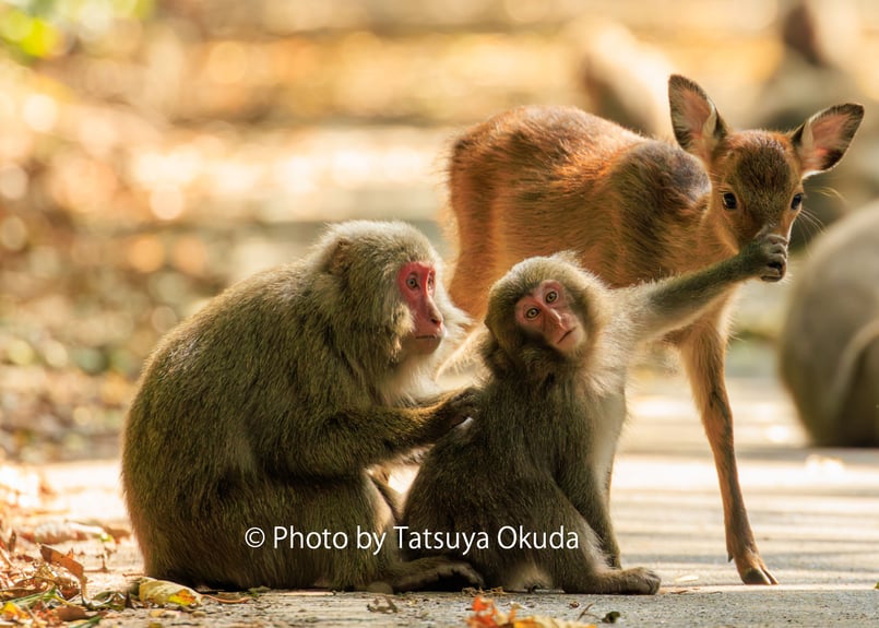 写真集『猿、鹿、屋久島。』奥田達哉（サイン入り） | TATSUYA OKUDA