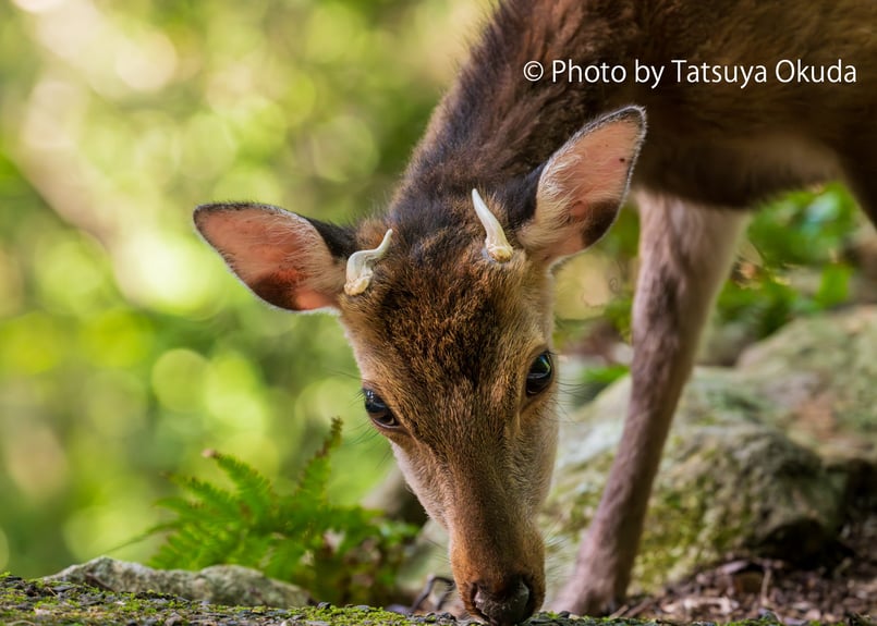 写真集『猿、鹿、屋久島。』奥田達哉（サイン入り） | TATSUYA OKUDA